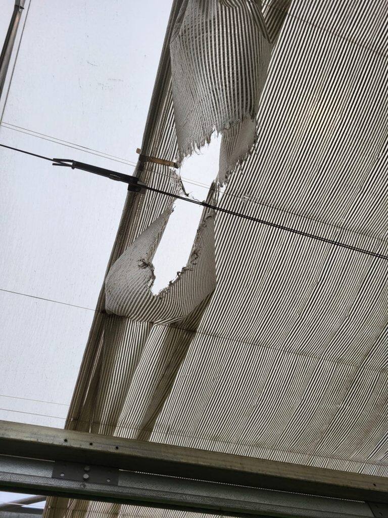 Greenhouse screen system maintenance and curtain replacement